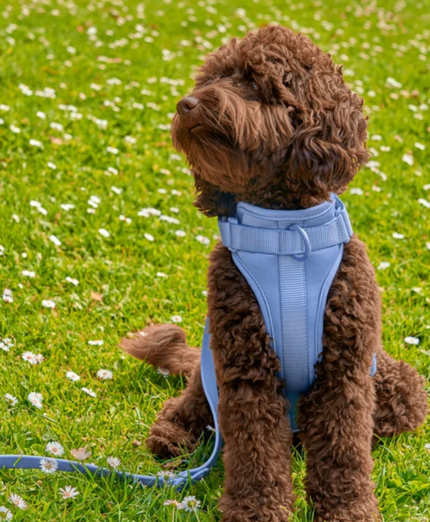 Blue adjustable dog harness shown on a dog