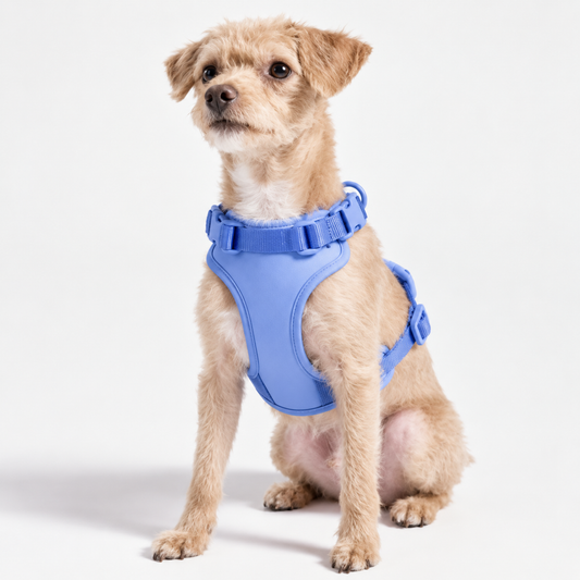 Matching harness, leash, collar and dispenser in the Everyday Walk Kit