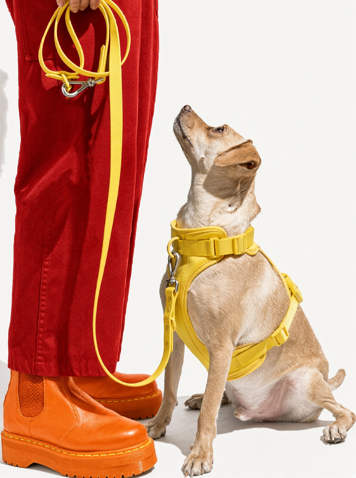 Dog wearing a yellow harness beside a person in orange boots