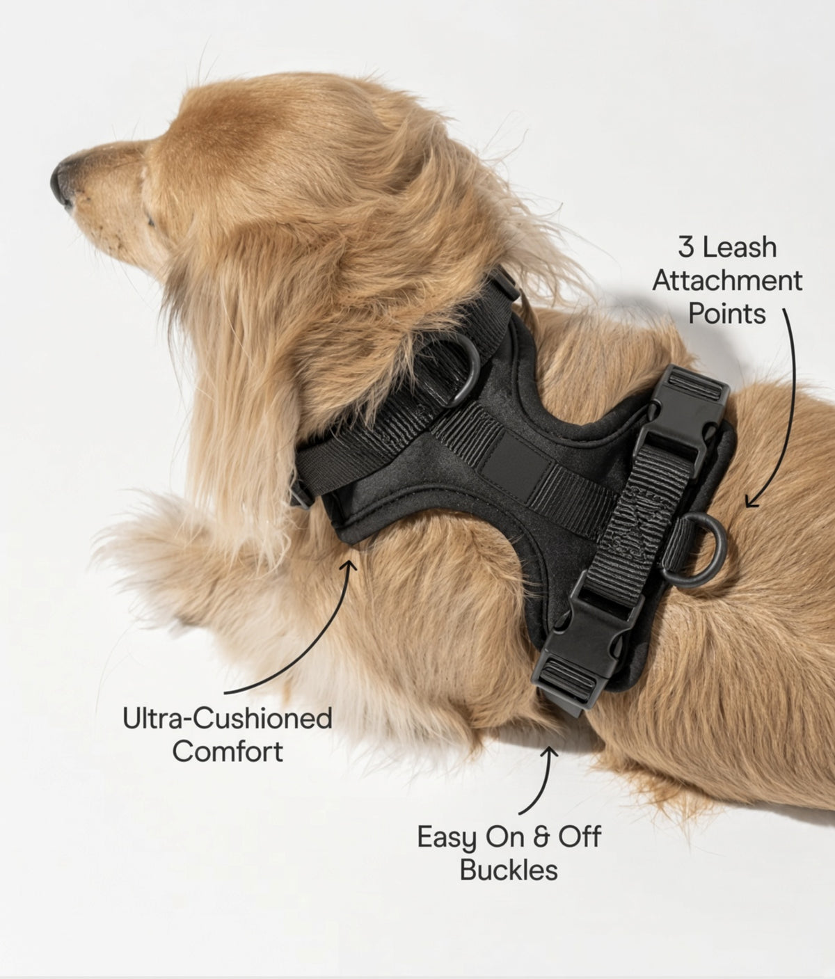 Black adjustable dog harness shown on a dog