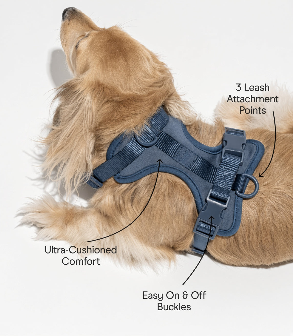 Sapphire Blue adjustable dog harness shown on a dog