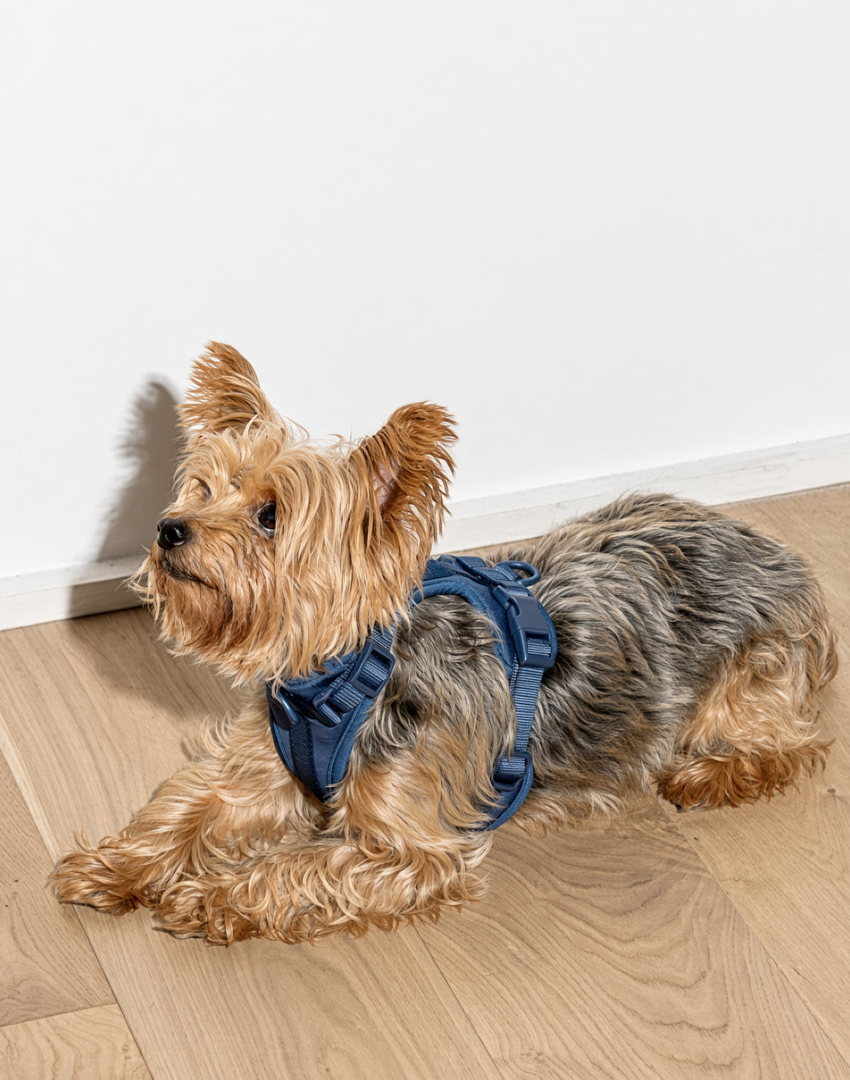 Small terrier wearing a navy blue dog harness indoors