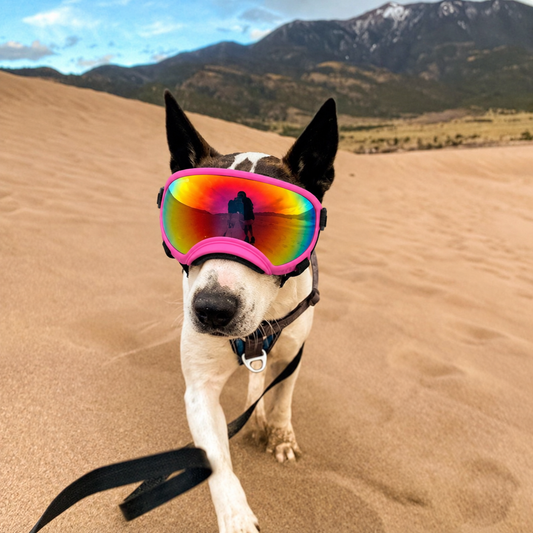Dog Adventure Goggles