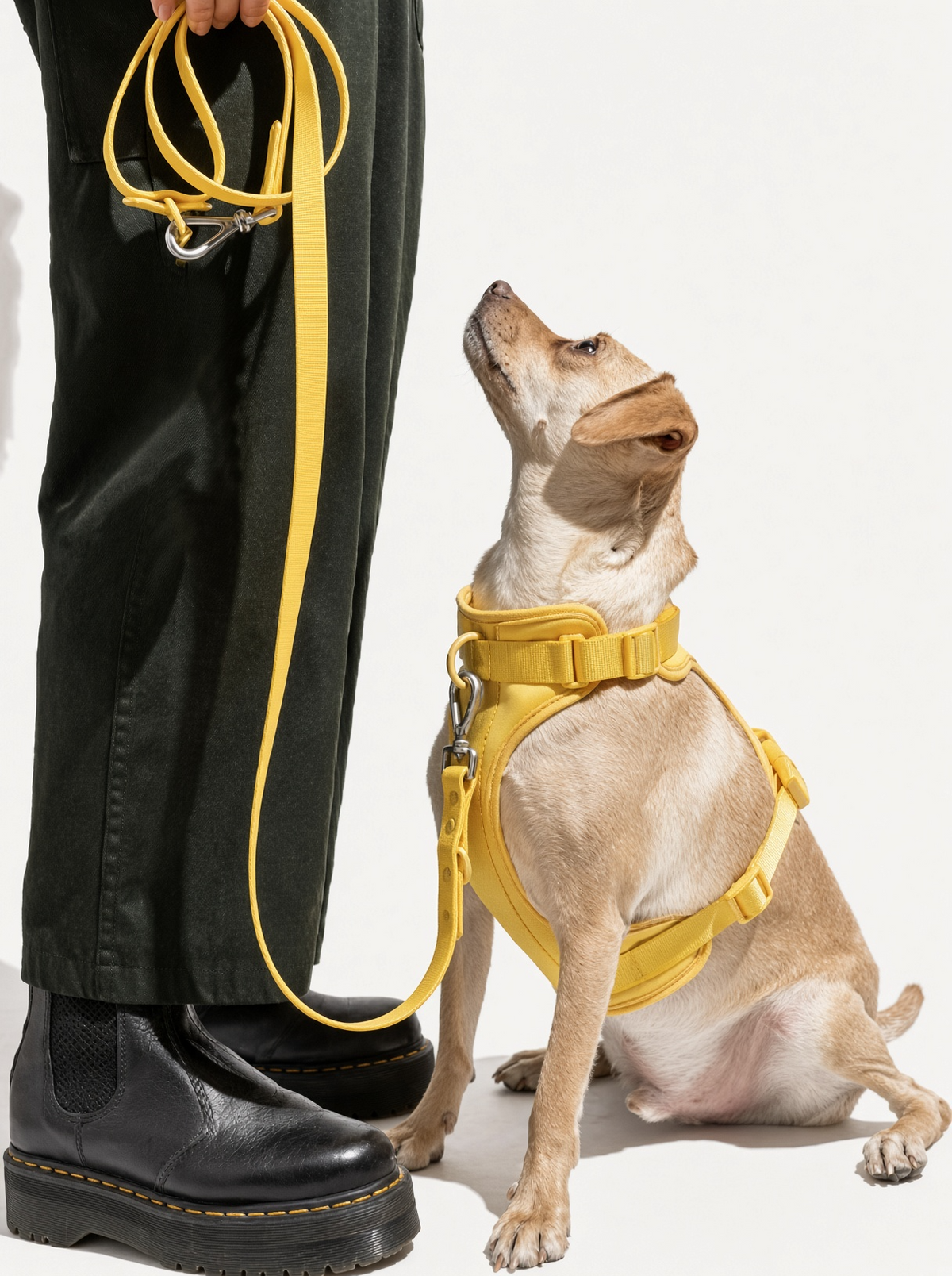 Yellow adjustable dog harness shown on a dog
