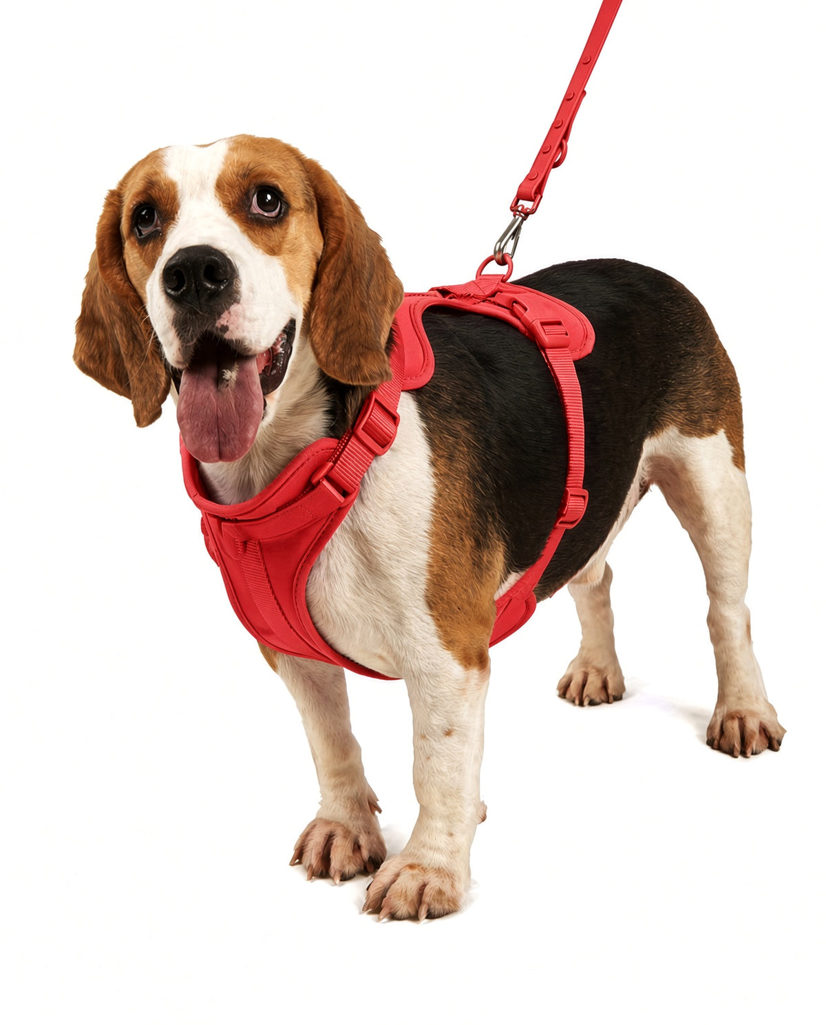Red adjustable dog harness shown on a dog