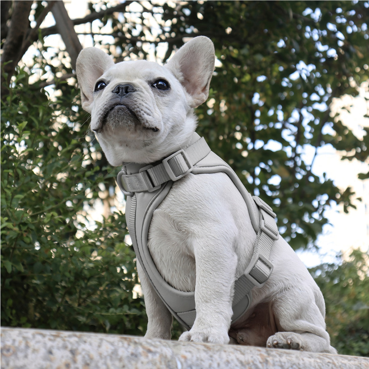 Light Gray adjustable dog harness shown on a dog