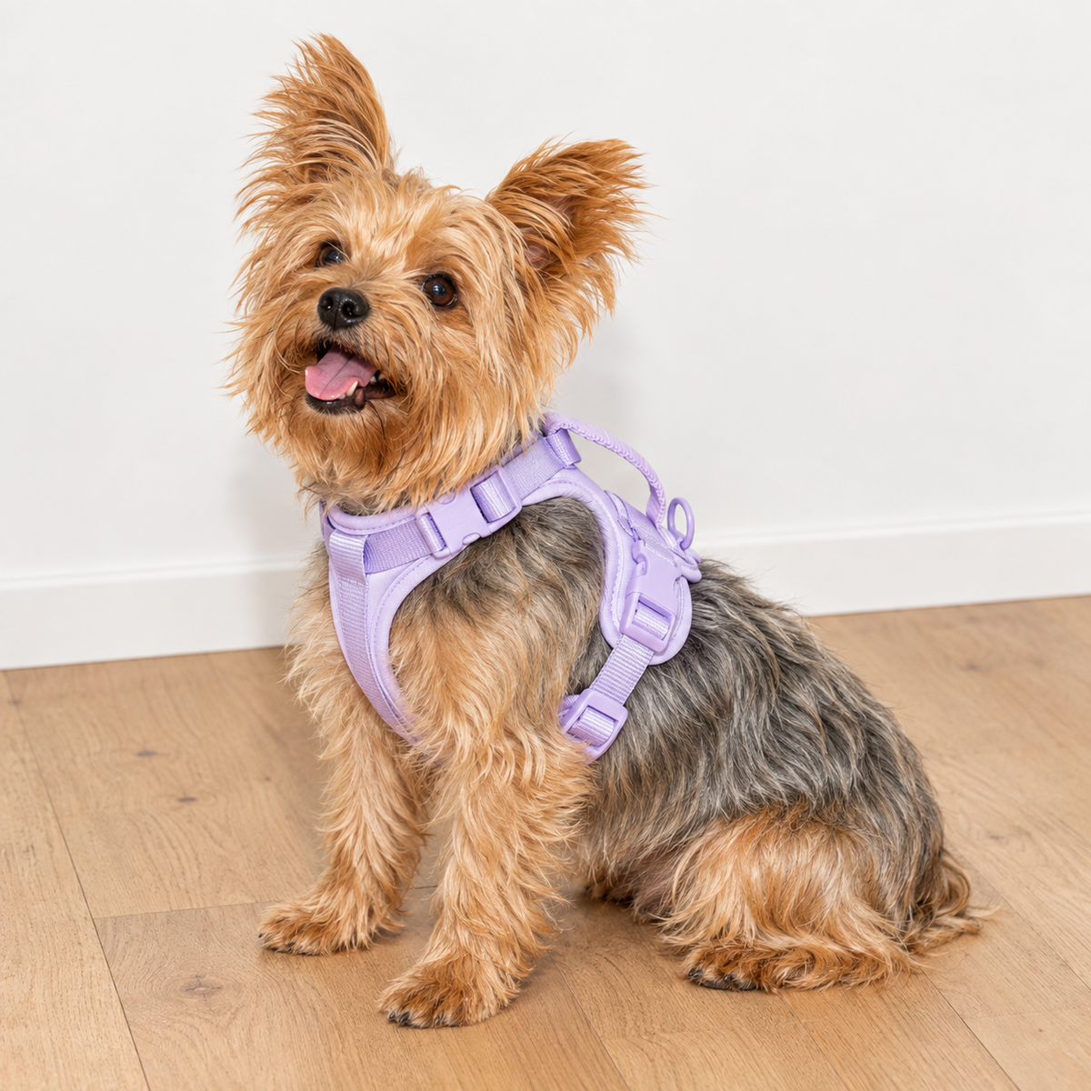Violet adjustable dog harness shown on a dog