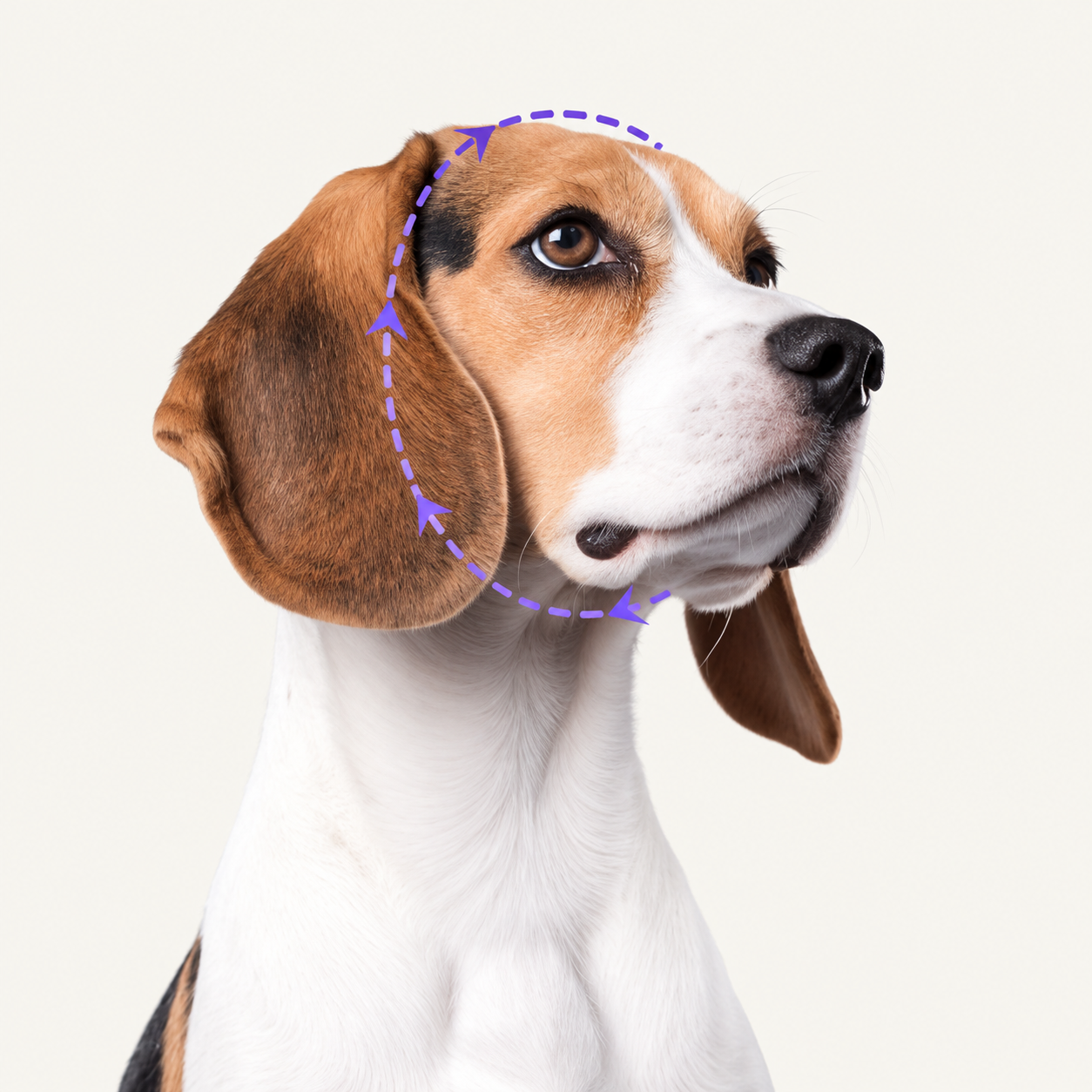 Dog head measurement: follow the loop over the crown and beneath the chin