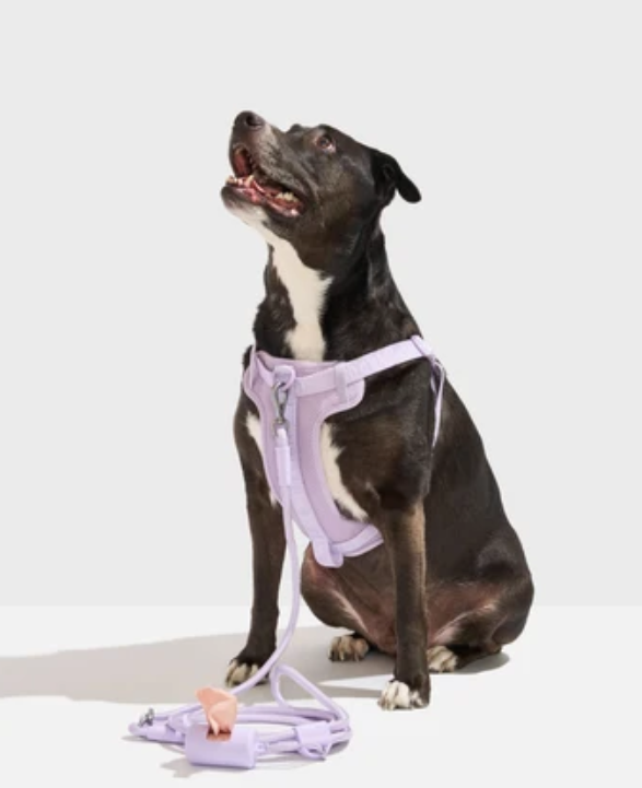 Black dog wearing a lilac harness with matching walk accessories